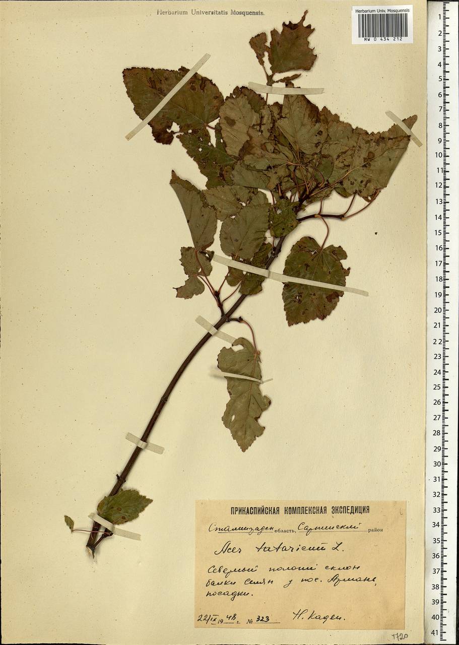 Acer tataricum L., Eastern Europe, Lower Volga region (E9) (Russia)