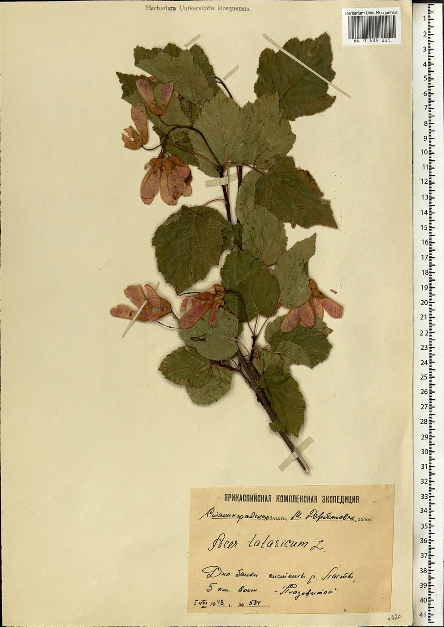 Acer tataricum L., Eastern Europe, Lower Volga region (E9) (Russia)
