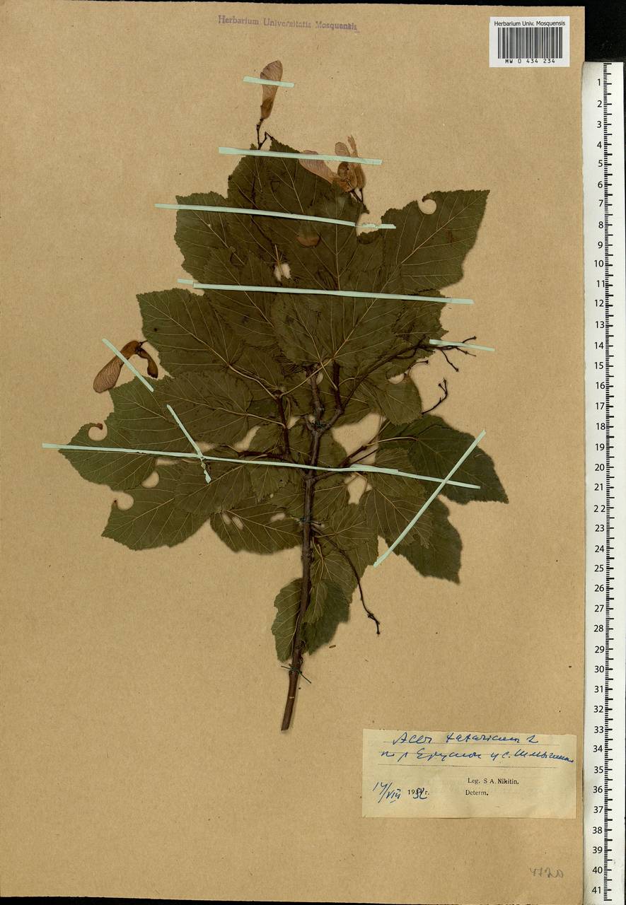 Acer tataricum L., Eastern Europe, Lower Volga region (E9) (Russia)