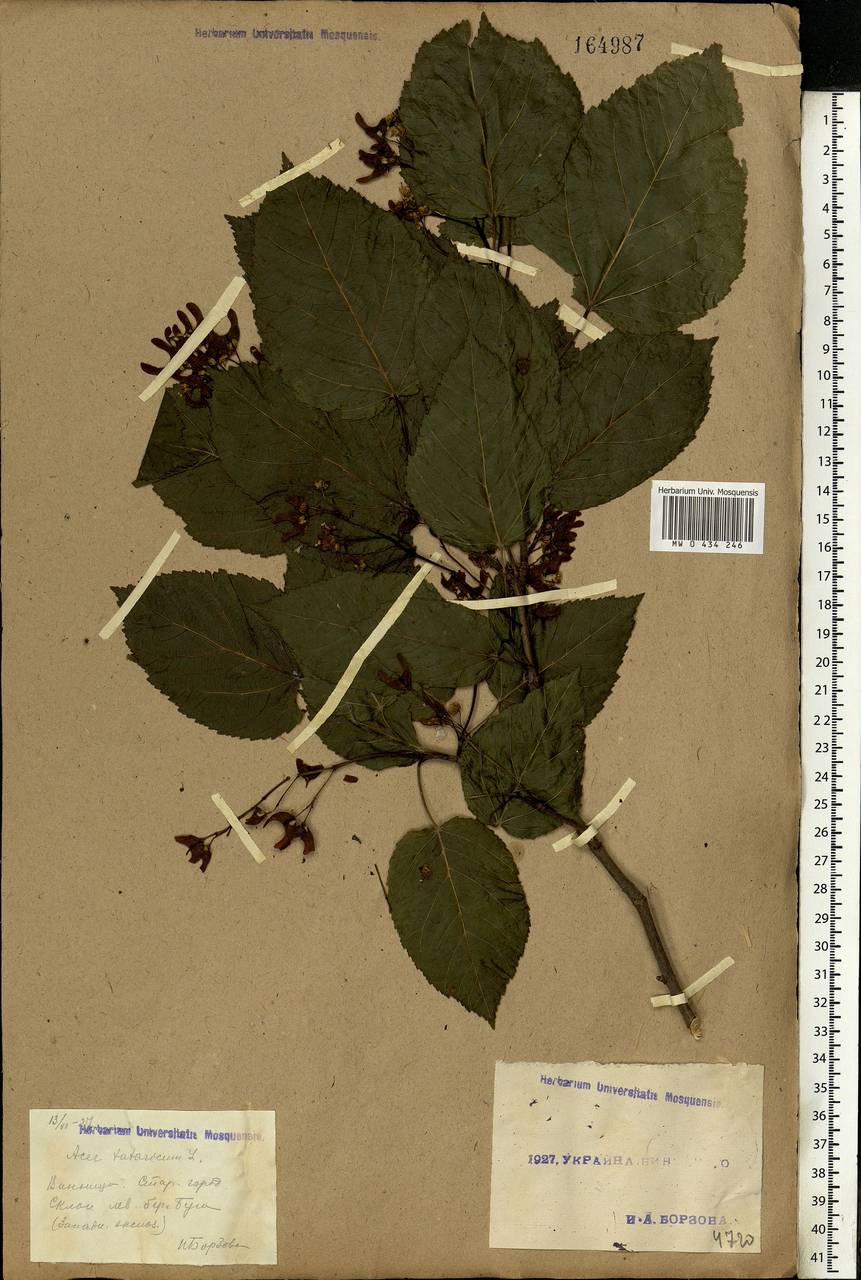 Acer tataricum L., Eastern Europe, South Ukrainian region (E12) (Ukraine)