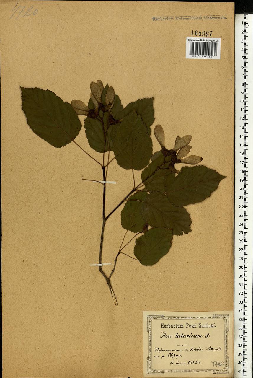 Acer tataricum L., Eastern Europe, North Ukrainian region (E11) (Ukraine)