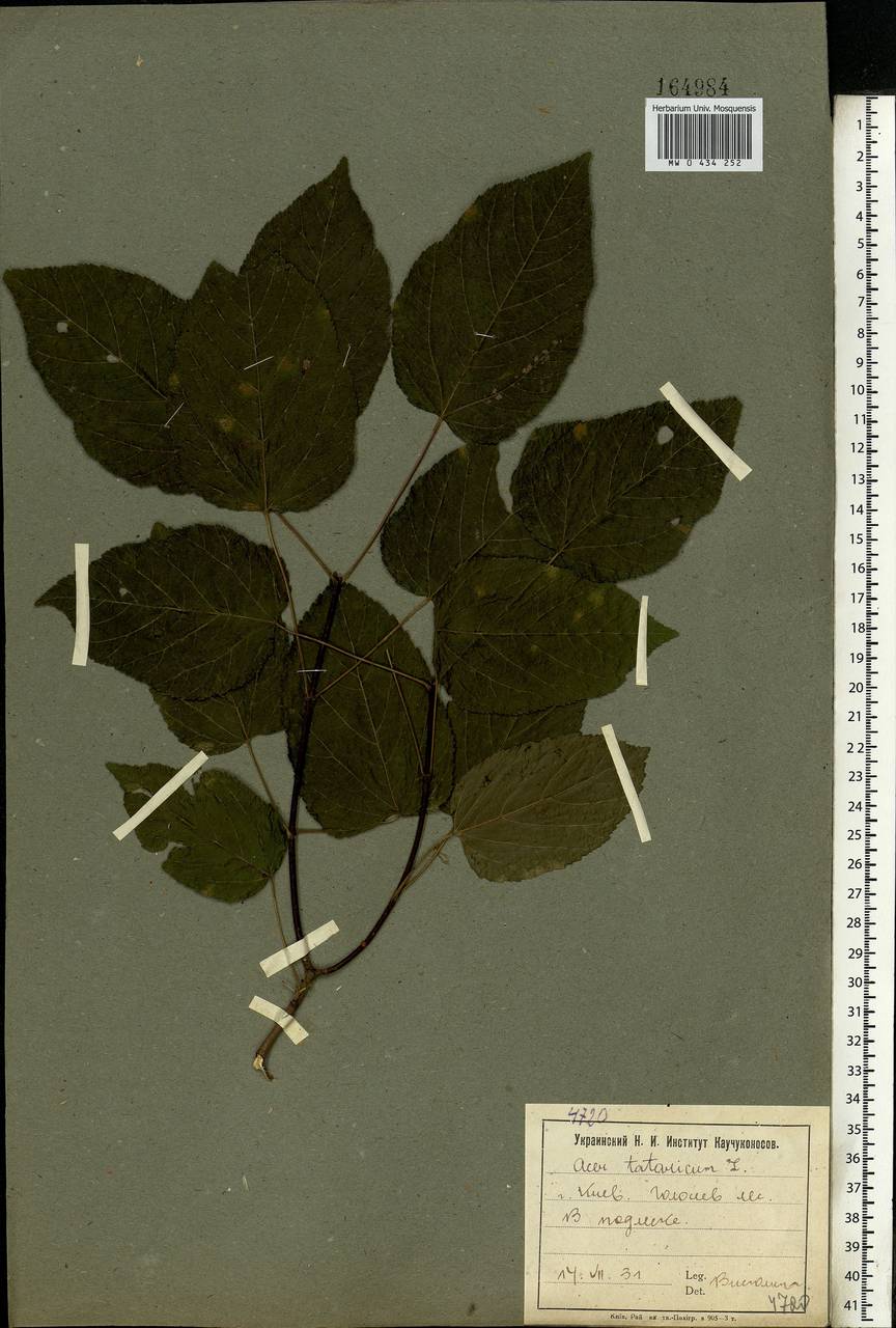 Acer tataricum L., Eastern Europe, North Ukrainian region (E11) (Ukraine)