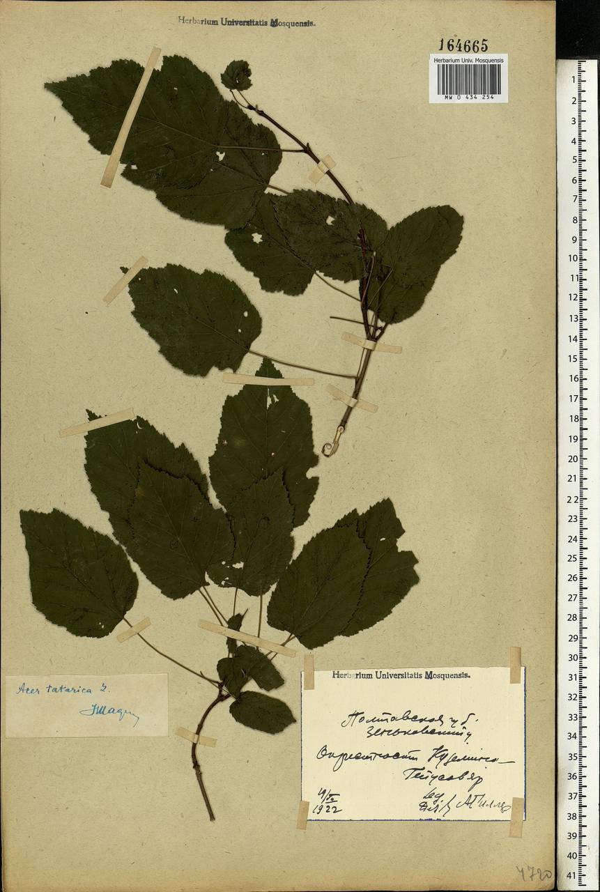 Acer tataricum L., Eastern Europe, North Ukrainian region (E11) (Ukraine)