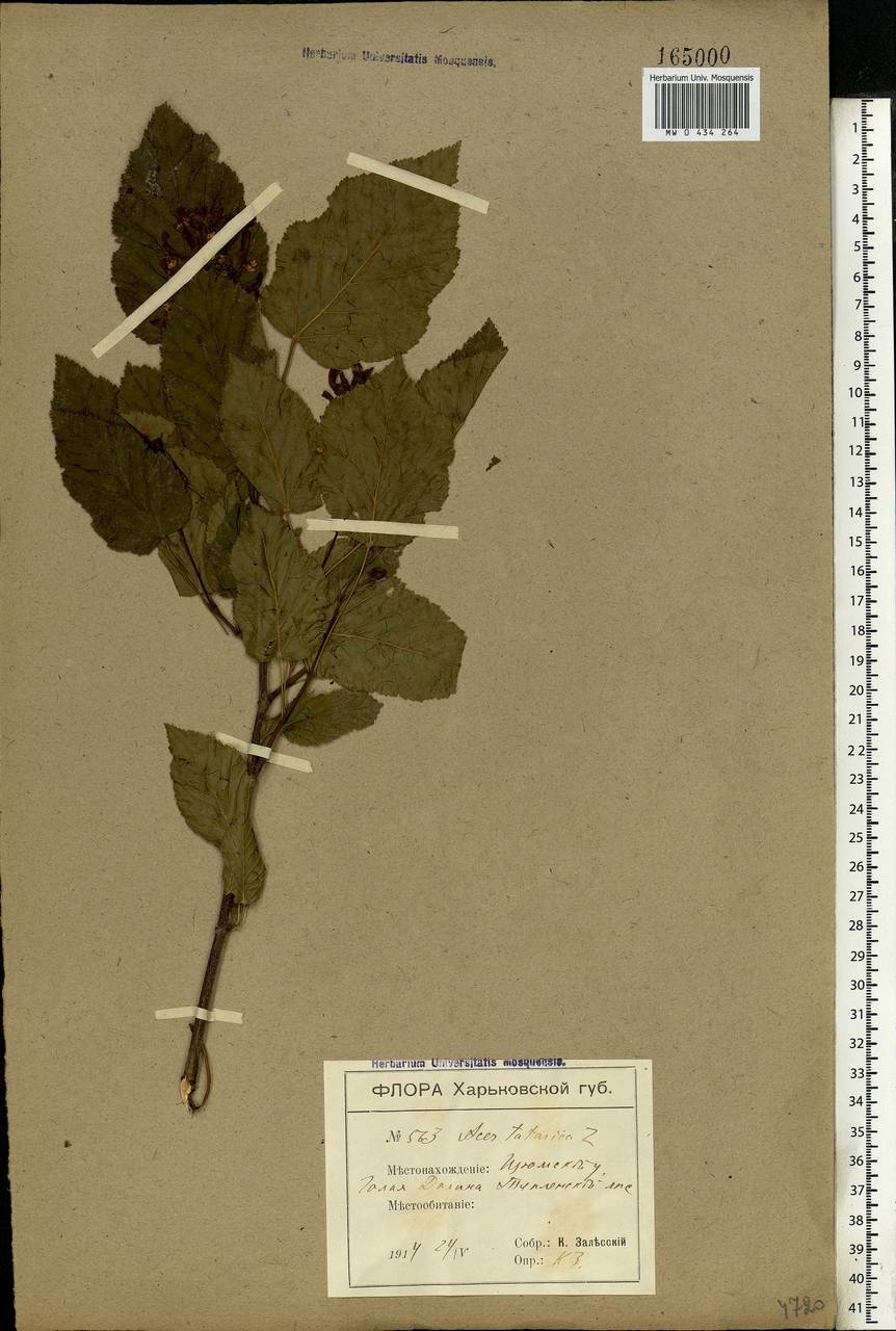Acer tataricum L., Eastern Europe, North Ukrainian region (E11) (Ukraine)