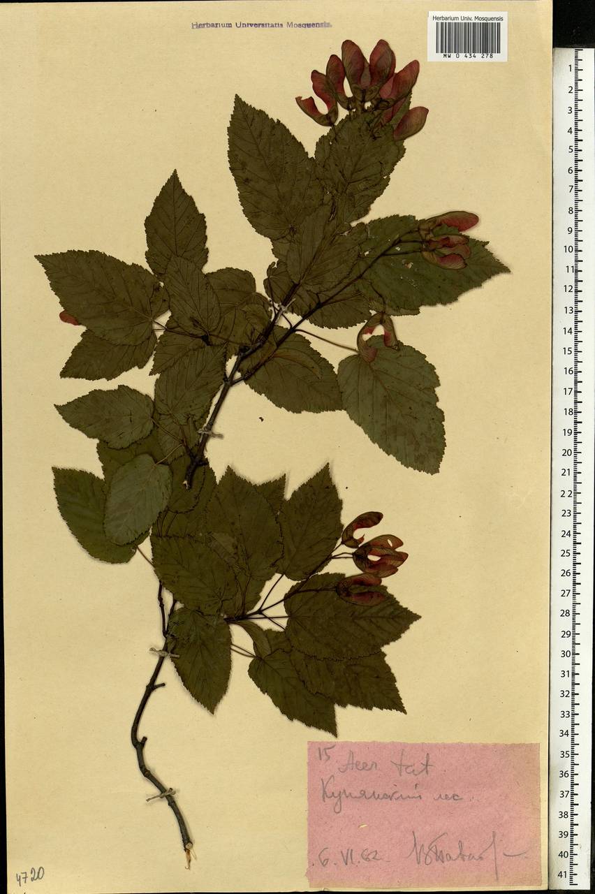 Acer tataricum L., Eastern Europe, North Ukrainian region (E11) (Ukraine)