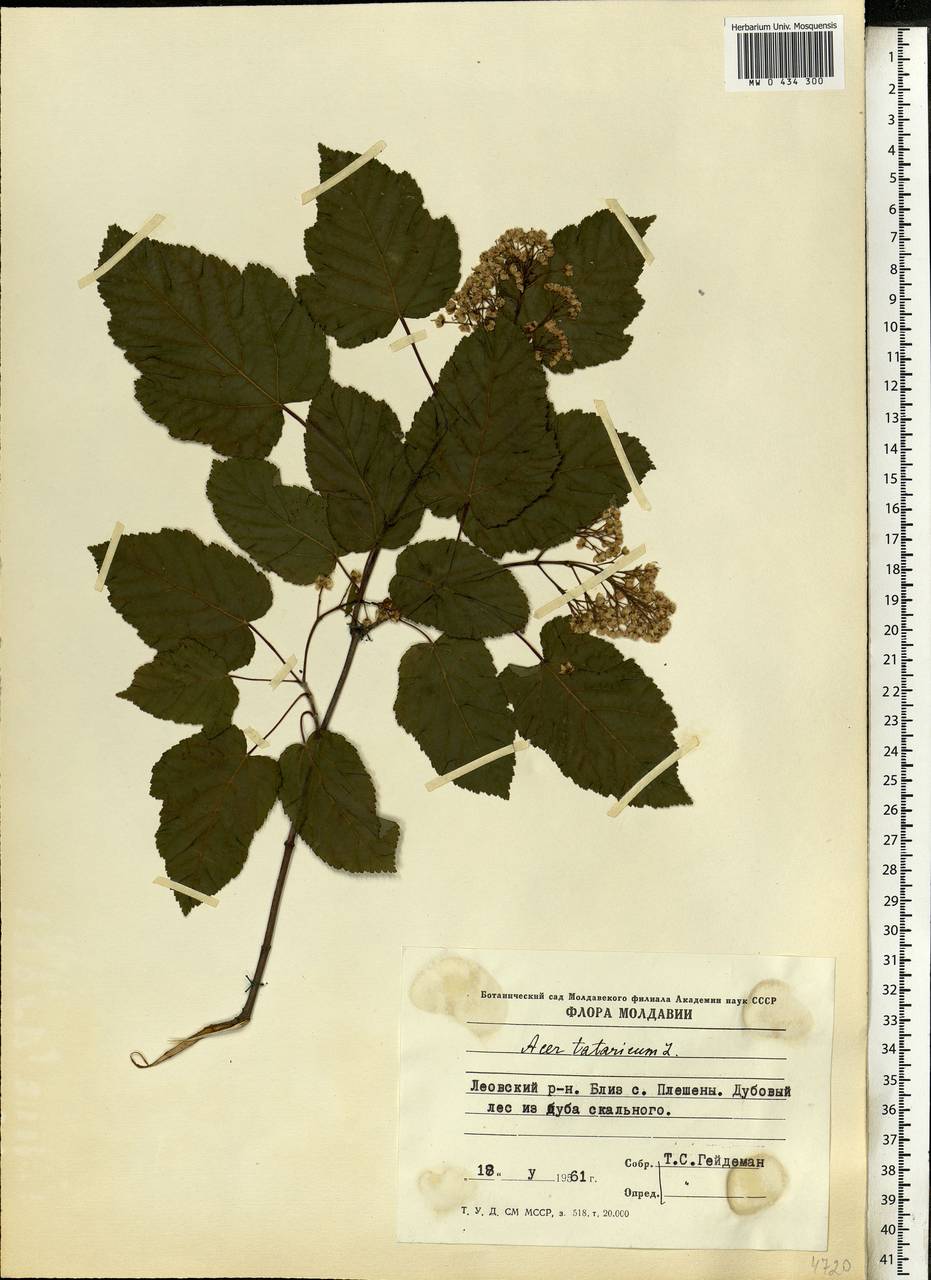 Acer tataricum L., Eastern Europe, Moldova (E13a) (Moldova)