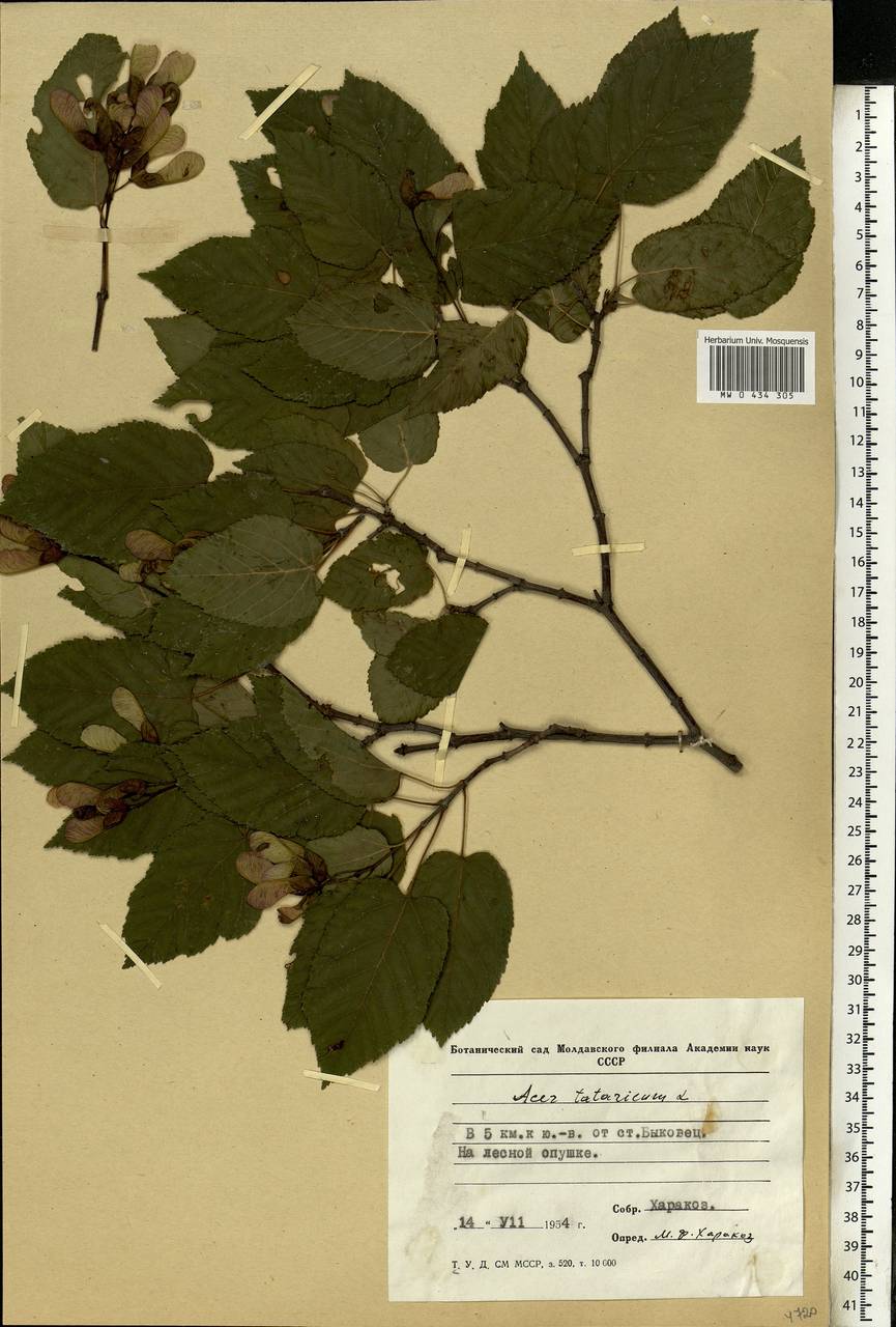 Acer tataricum L., Eastern Europe, Moldova (E13a) (Moldova)