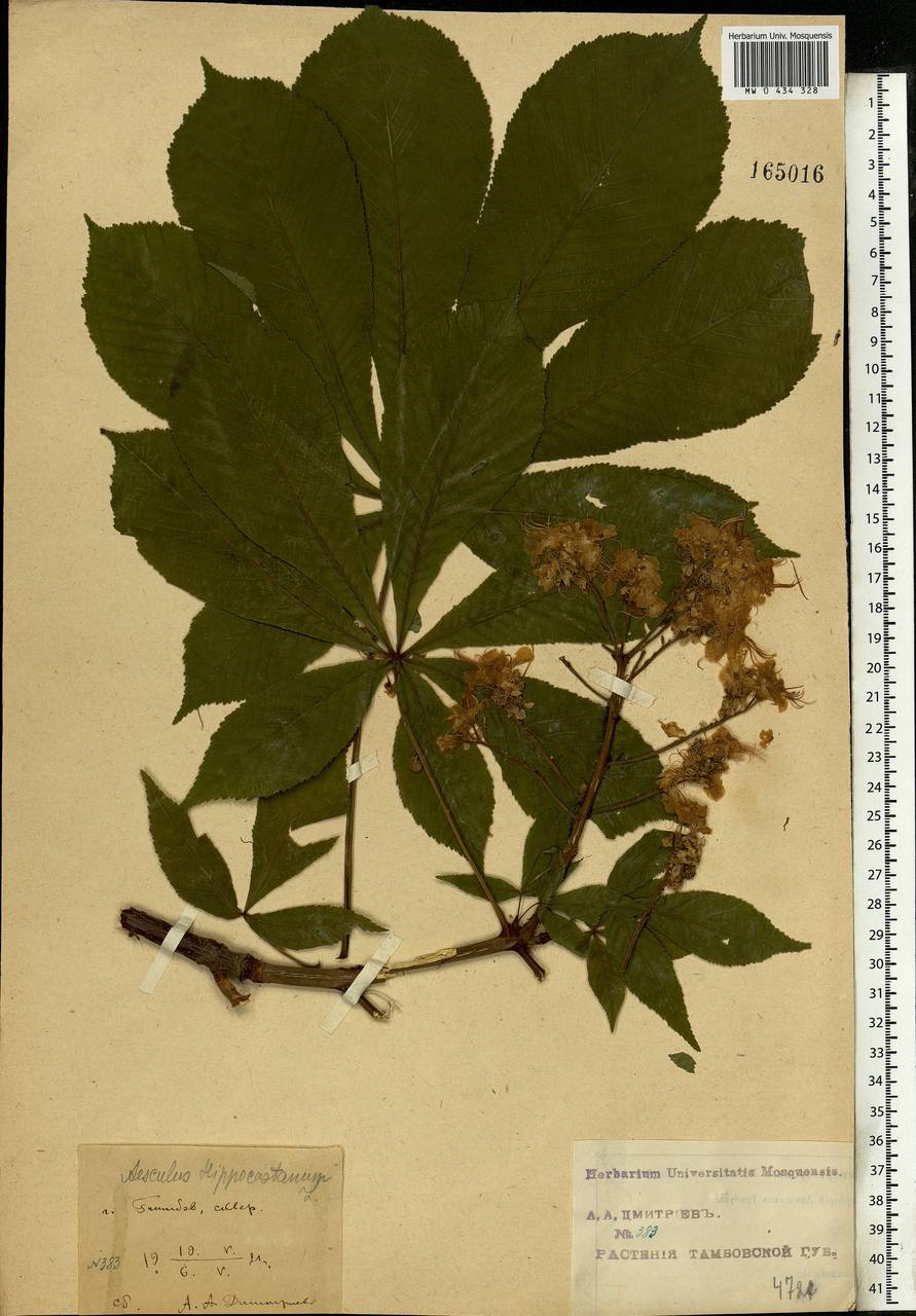 Aesculus hippocastanum L., Eastern Europe, Central forest-and-steppe region (E6) (Russia)