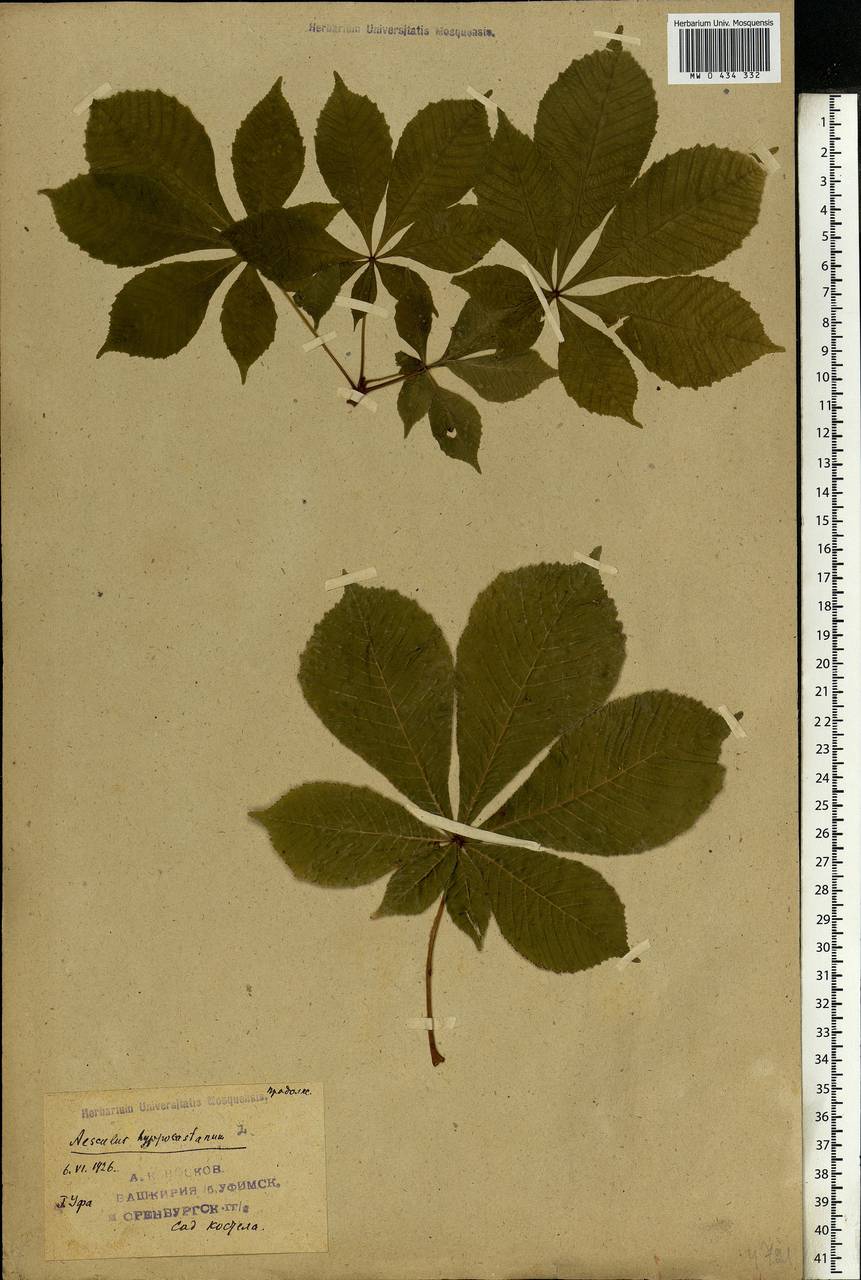 Aesculus hippocastanum L., Eastern Europe, Eastern region (E10) (Russia)