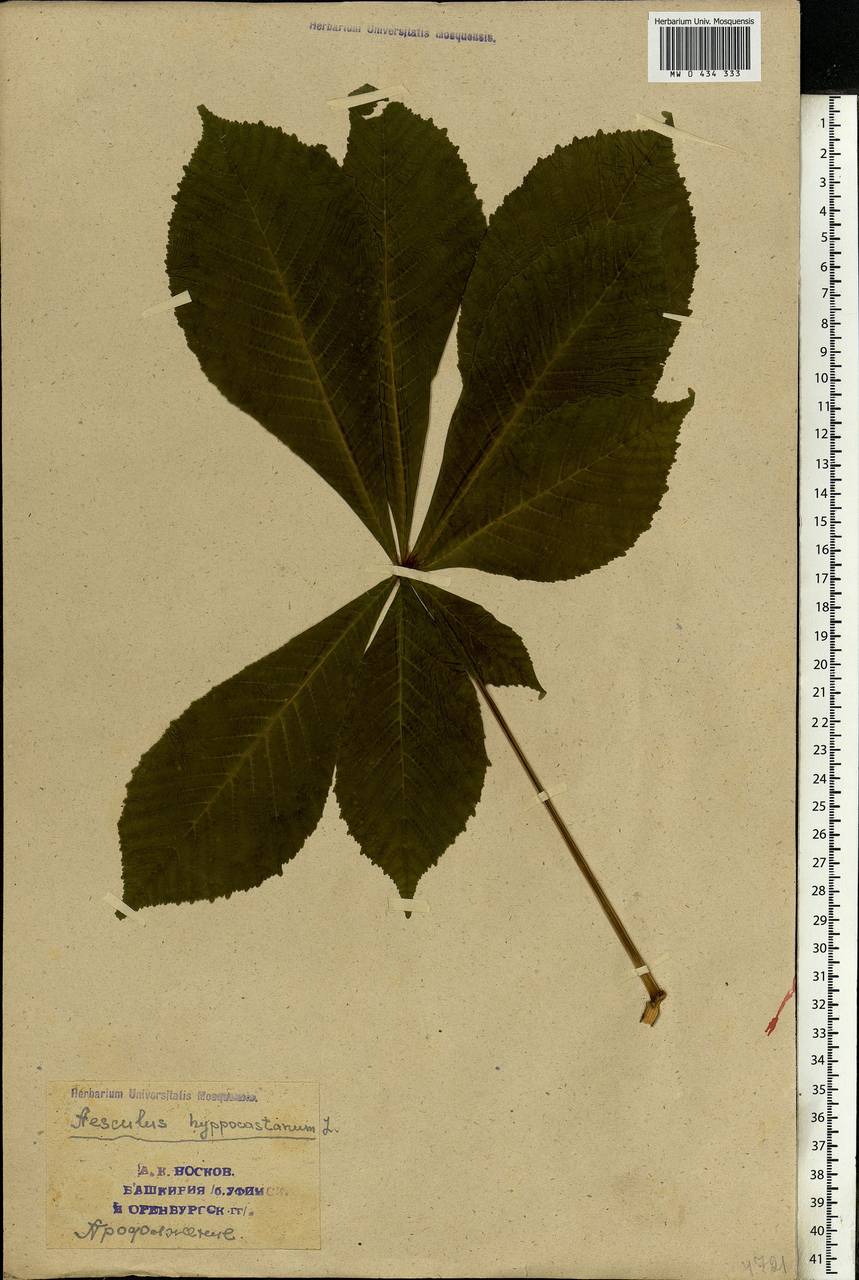 Aesculus hippocastanum L., Eastern Europe, Eastern region (E10) (Russia)