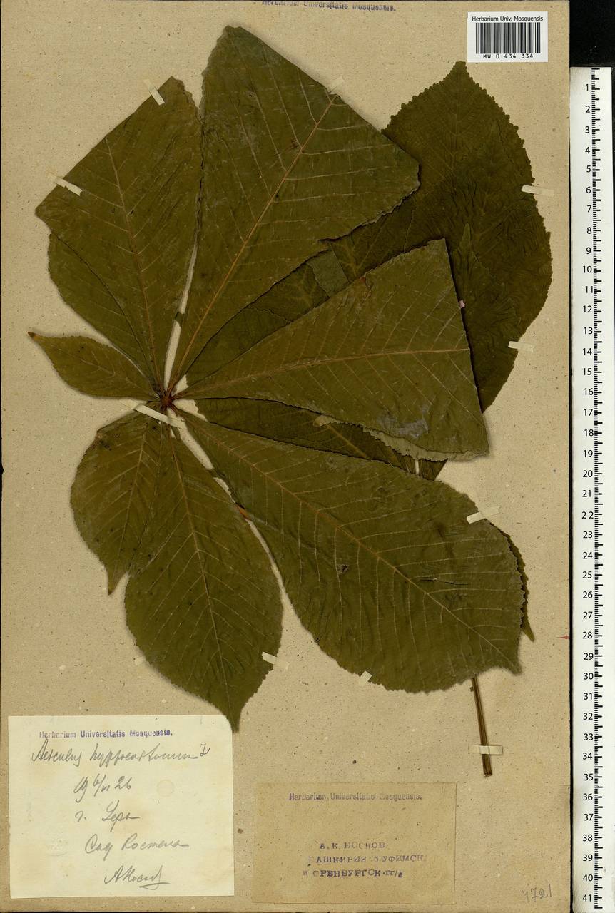 Aesculus hippocastanum L., Eastern Europe, Eastern region (E10) (Russia)