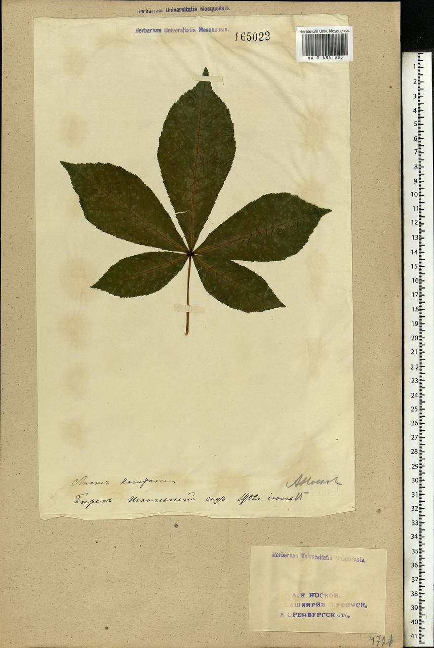 Aesculus hippocastanum L., Eastern Europe, Eastern region (E10) (Russia)