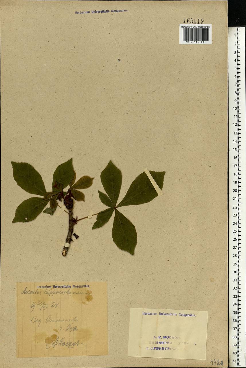 Aesculus hippocastanum L., Eastern Europe, Eastern region (E10) (Russia)