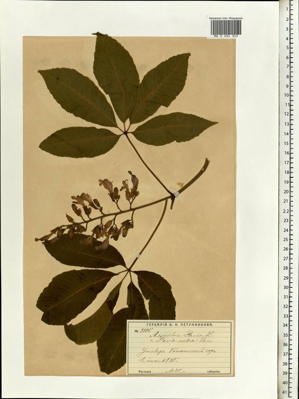 Aesculus pavia L., Eastern Europe, Moscow region (E4a) (Russia)