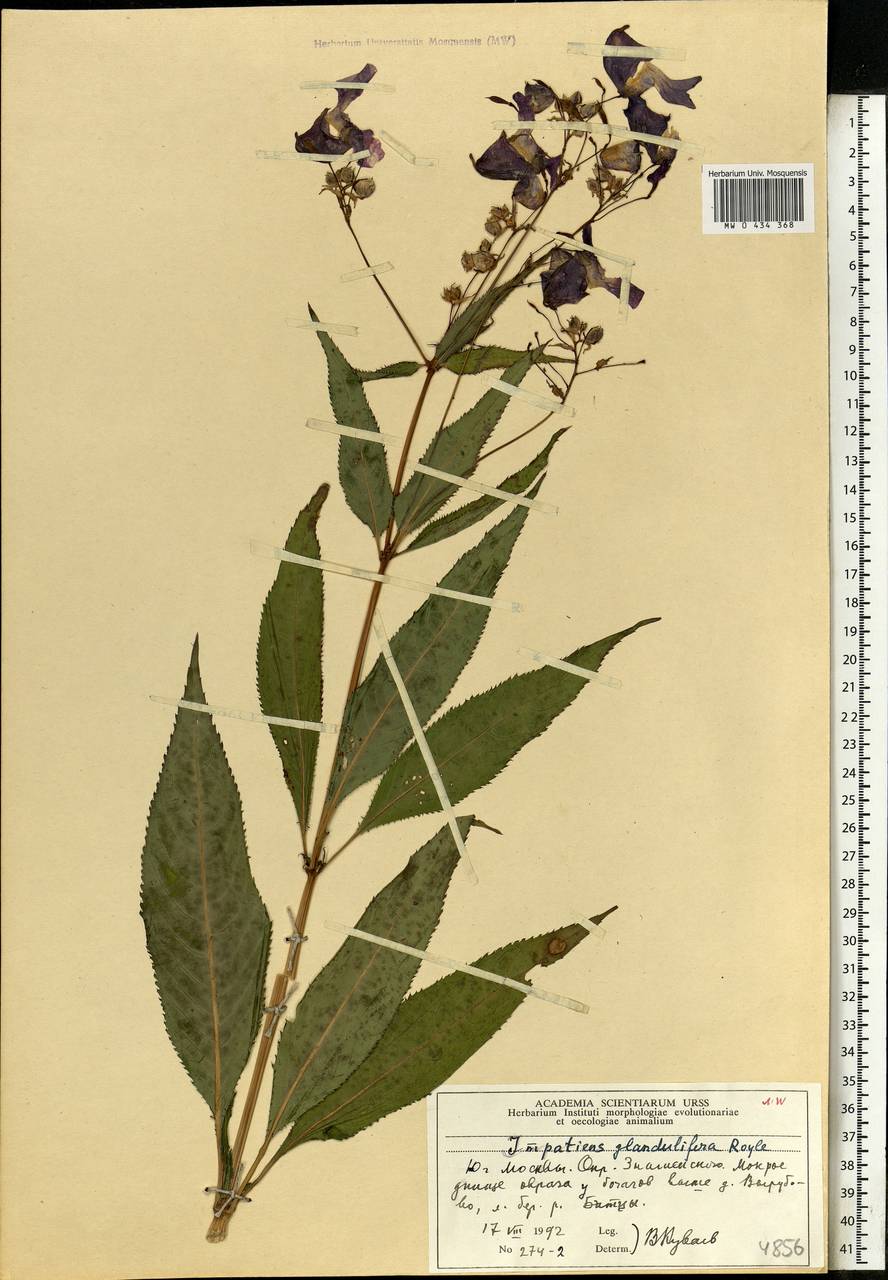 Impatiens glandulifera Royle, Eastern Europe, Moscow region (E4a) (Russia)