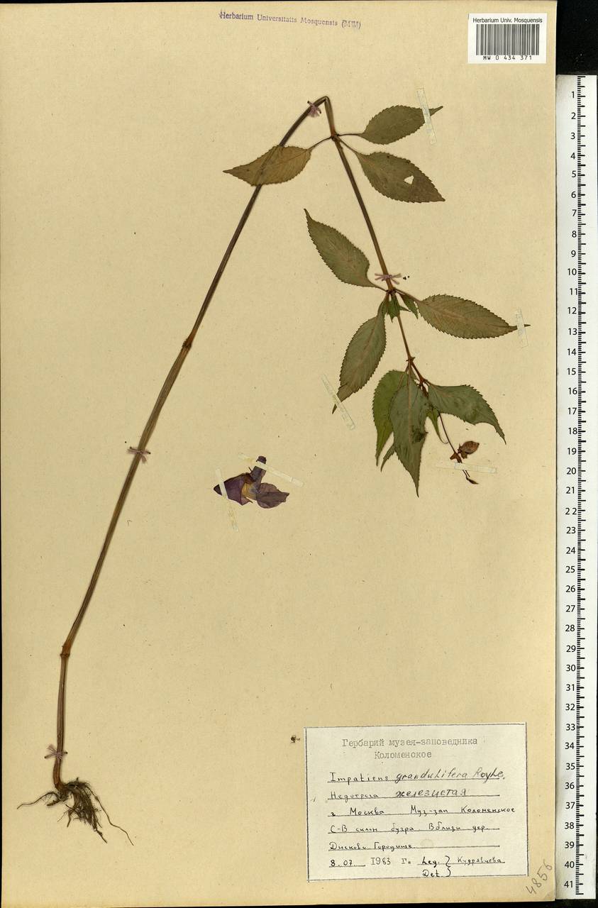 Impatiens glandulifera Royle, Eastern Europe, Moscow region (E4a) (Russia)