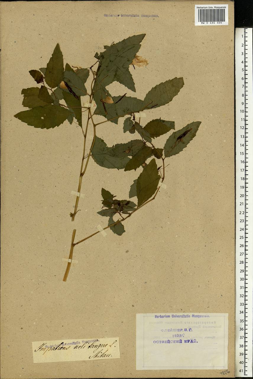 Impatiens noli-tangere L., Eastern Europe, Latvia (E2b) (Latvia)