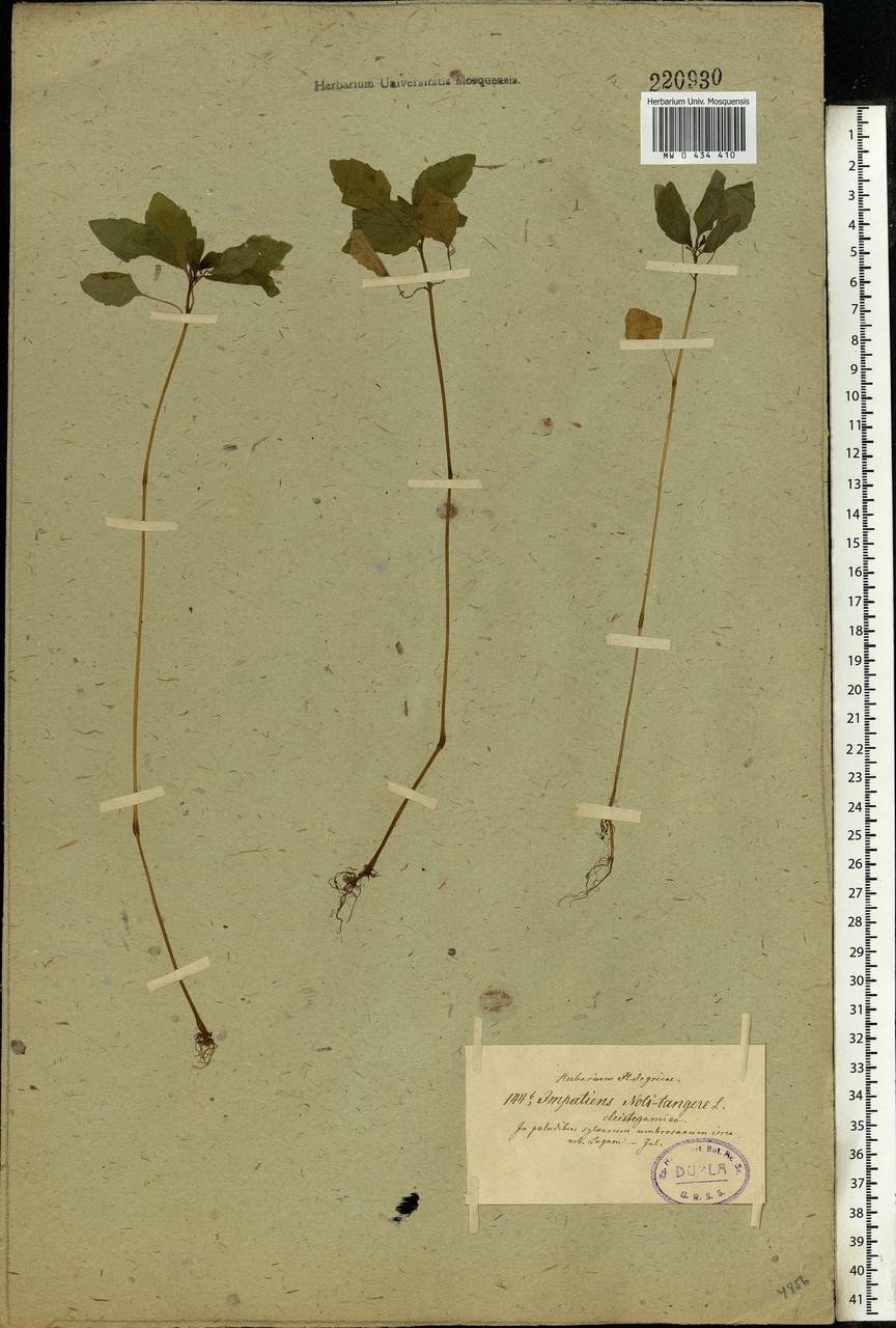 Impatiens noli-tangere L., Eastern Europe, North-Western region (E2) (Russia)