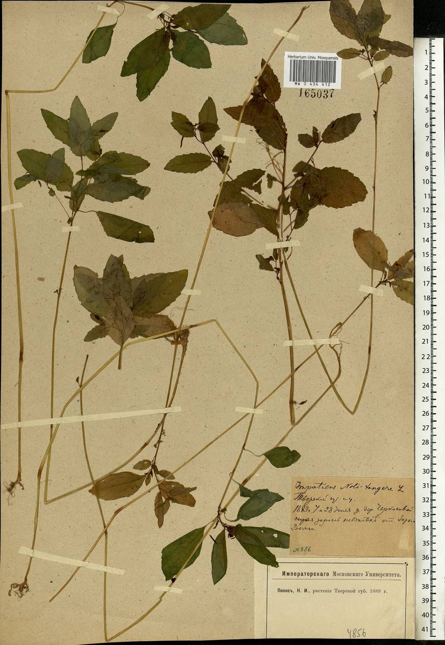 Impatiens noli-tangere L., Eastern Europe, North-Western region (E2) (Russia)