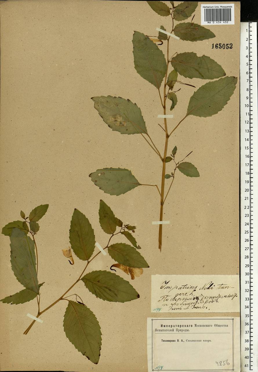 Impatiens noli-tangere L., Eastern Europe, Western region (E3) (Russia)