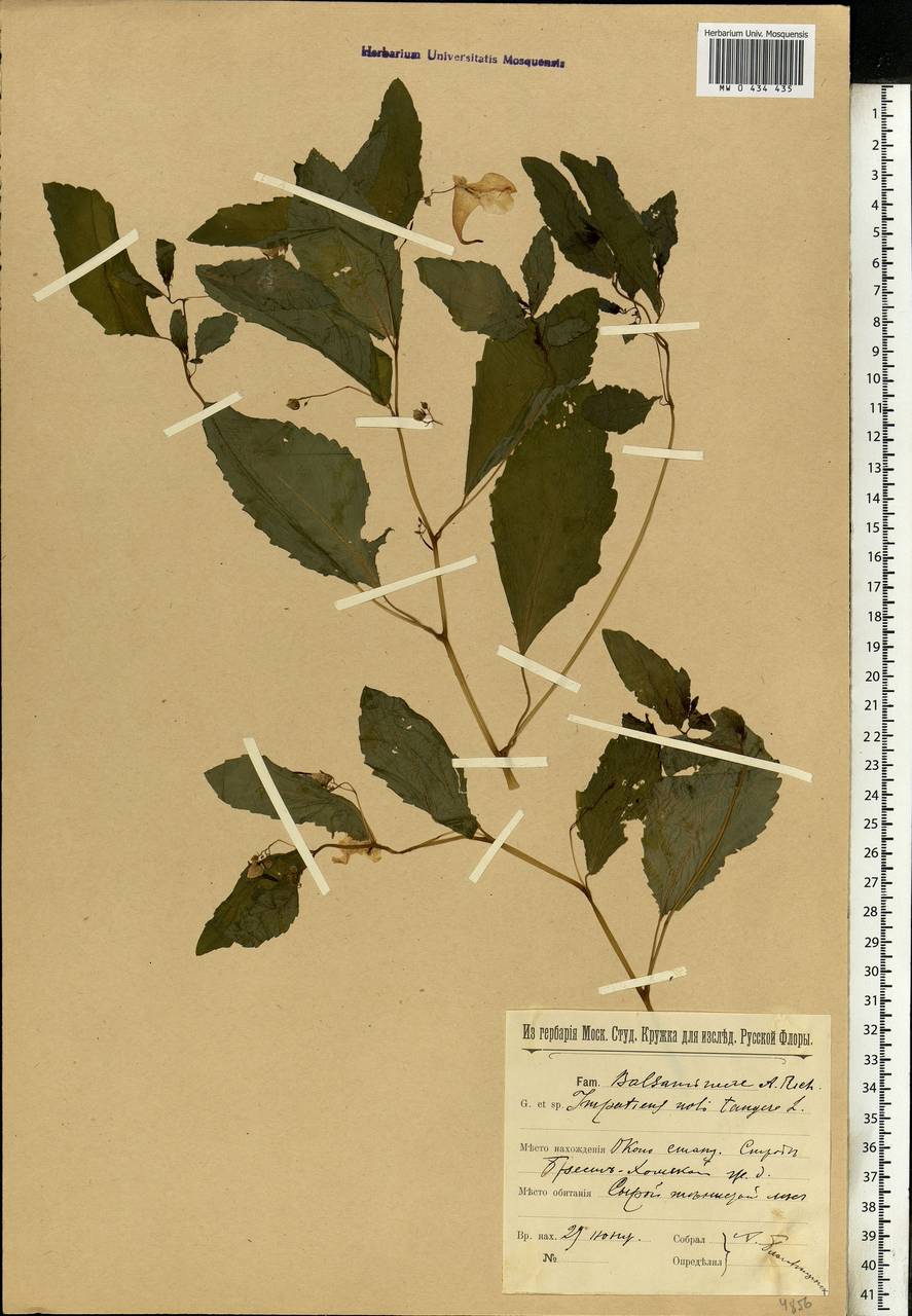 Impatiens noli-tangere L., Eastern Europe, Western region (E3) (Russia)