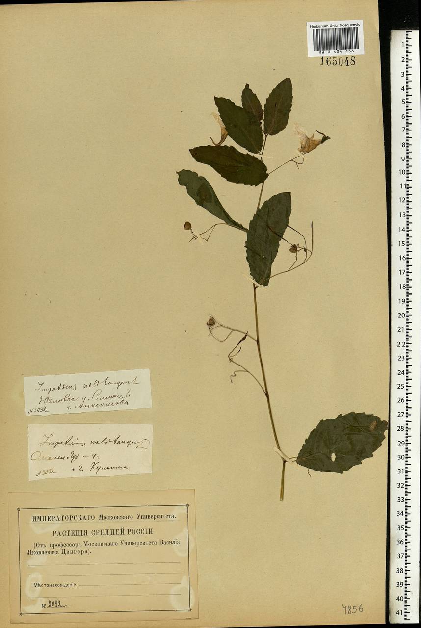 Impatiens noli-tangere L., Eastern Europe, Central region (E4) (Russia)