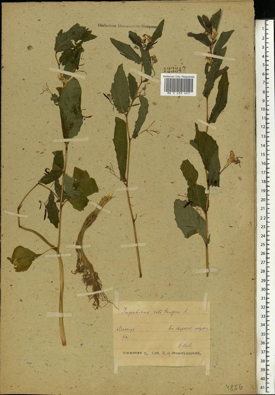 Impatiens noli-tangere L., Eastern Europe, Belarus (E3a) (Belarus)