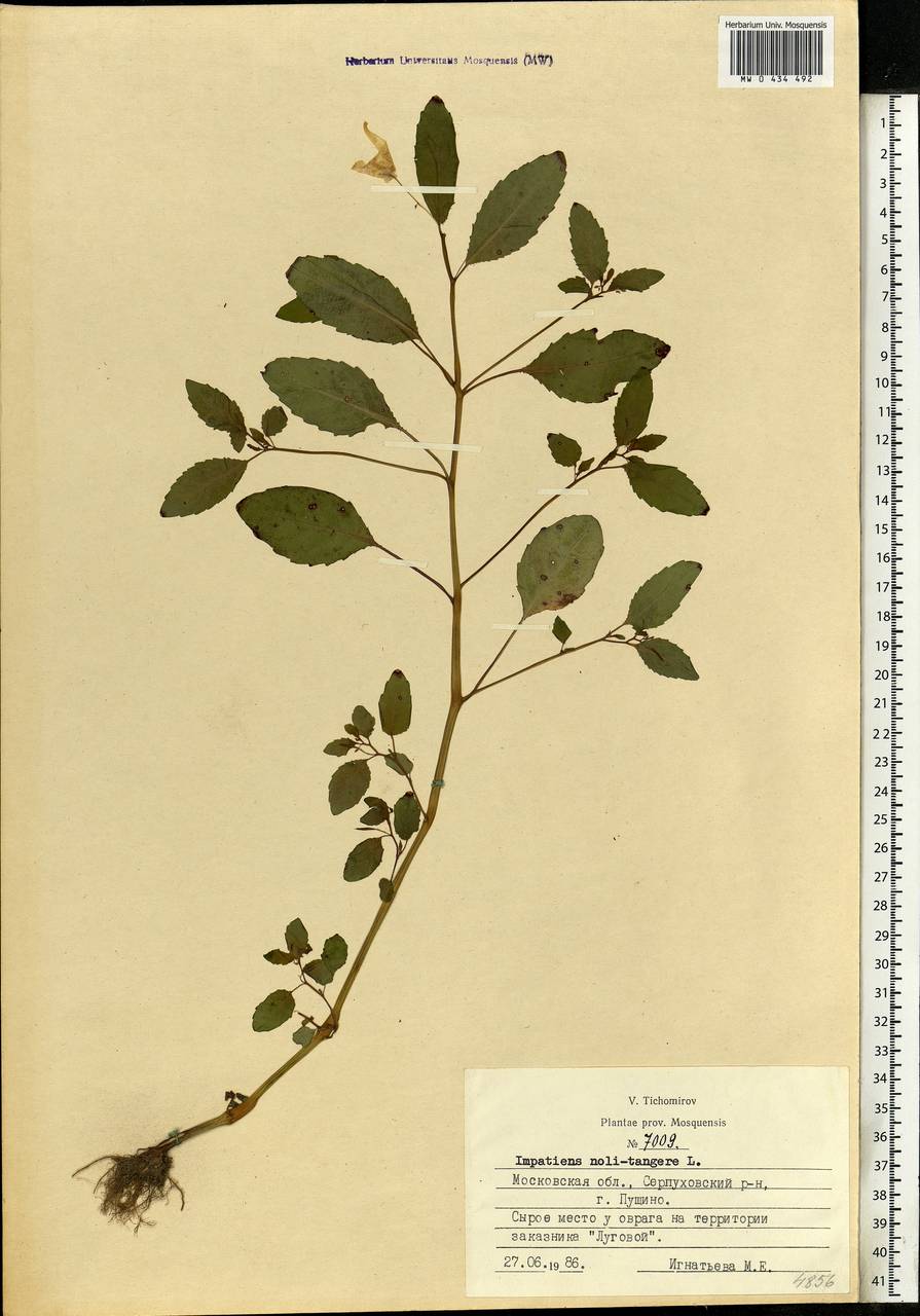 Impatiens noli-tangere L., Eastern Europe, Moscow region (E4a) (Russia)