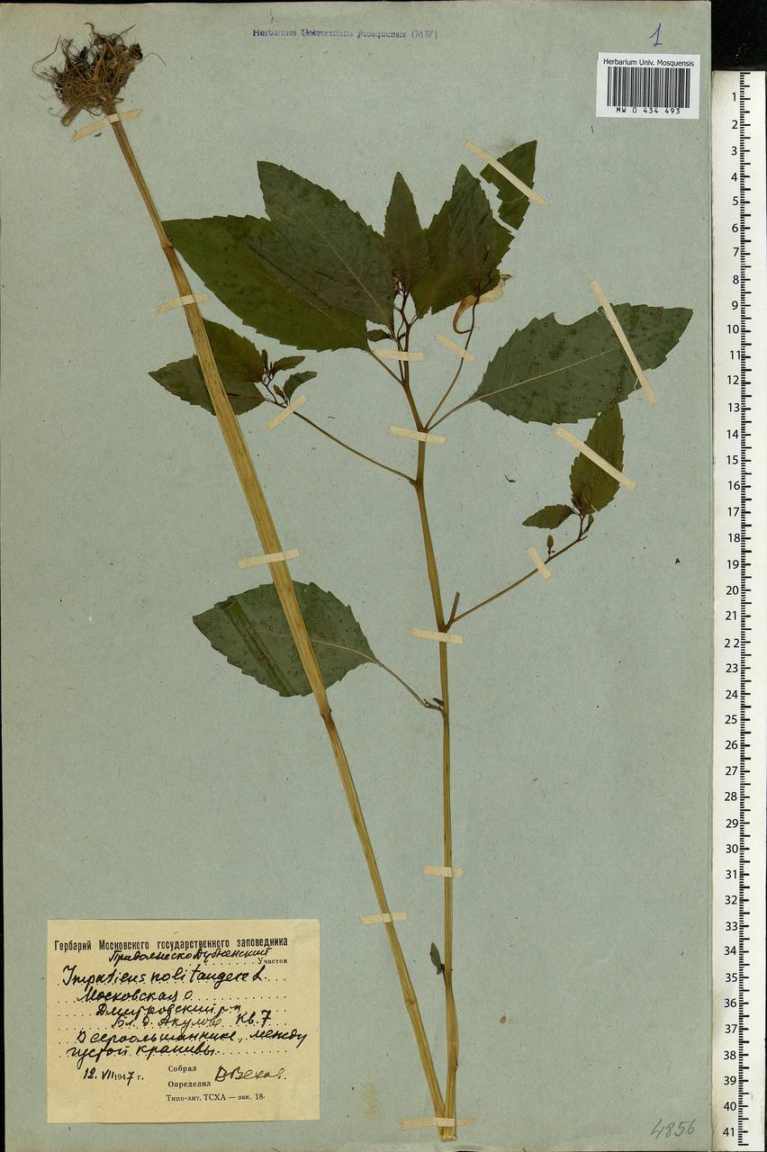 Impatiens noli-tangere L., Eastern Europe, Moscow region (E4a) (Russia)