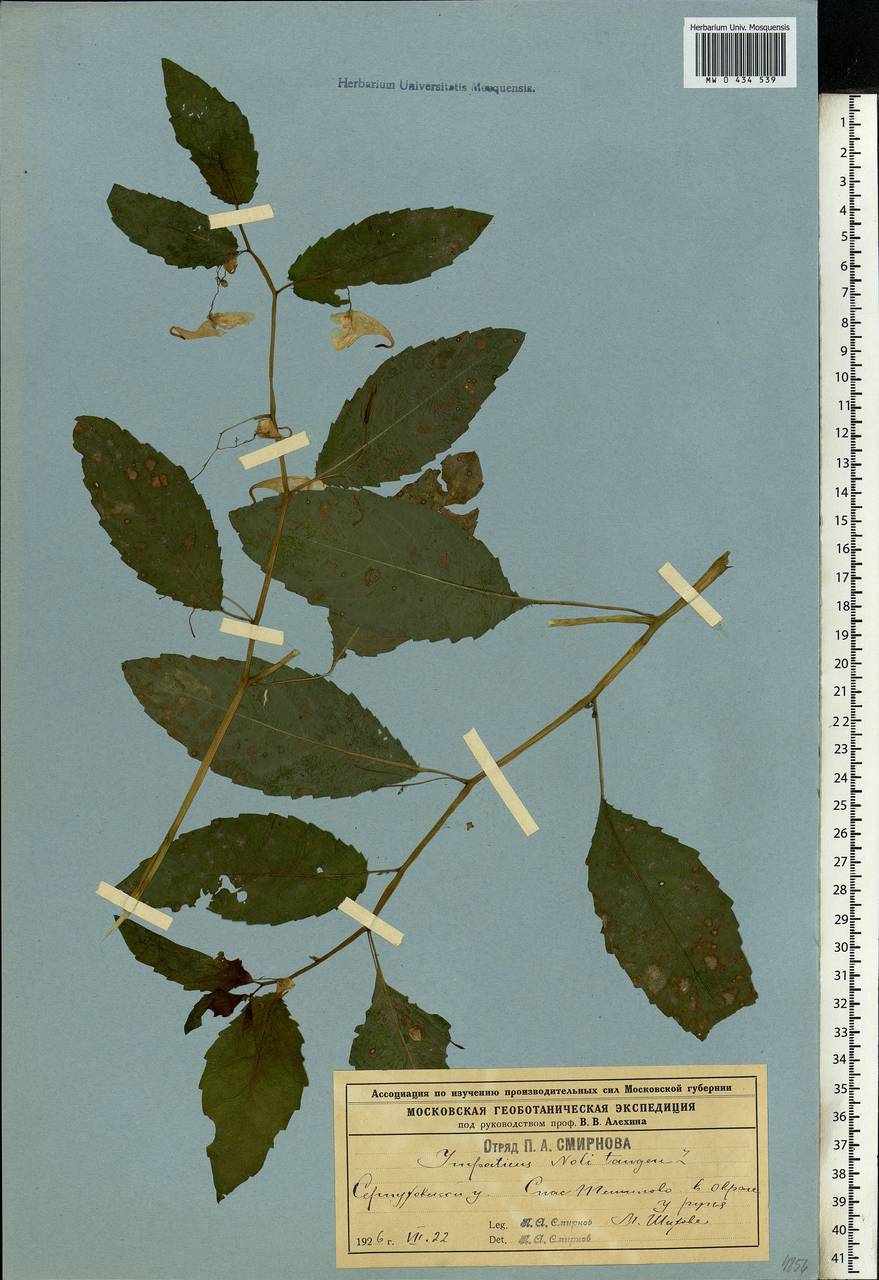 Impatiens noli-tangere L., Eastern Europe, Moscow region (E4a) (Russia)