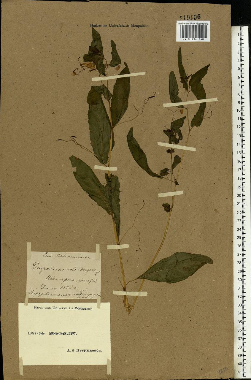 Impatiens noli-tangere L., Eastern Europe, Moscow region (E4a) (Russia)