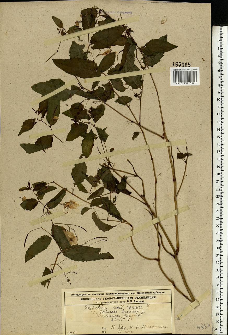 Impatiens noli-tangere L., Eastern Europe, Moscow region (E4a) (Russia)