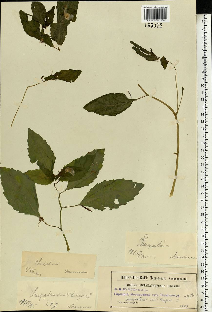 Impatiens noli-tangere L., Eastern Europe, Moscow region (E4a) (Russia)