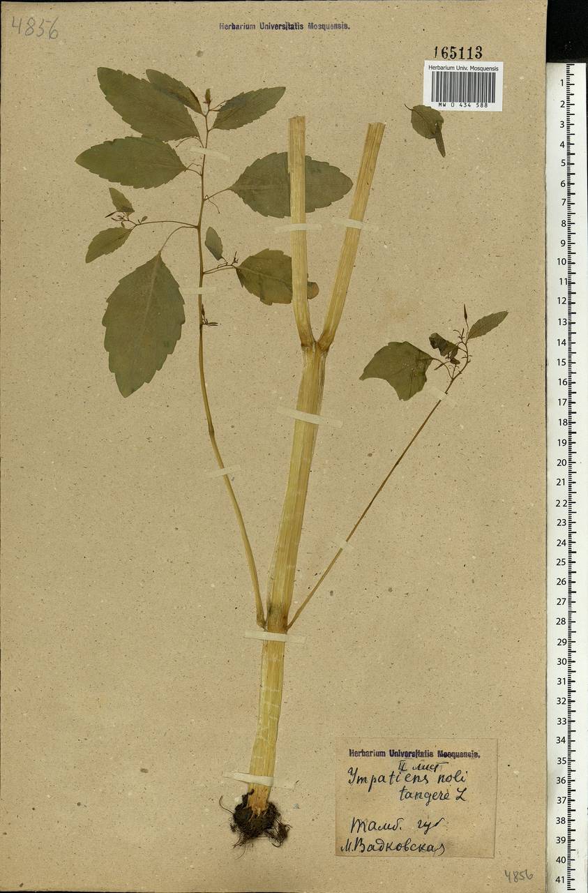 Impatiens noli-tangere L., Eastern Europe, Central forest-and-steppe region (E6) (Russia)