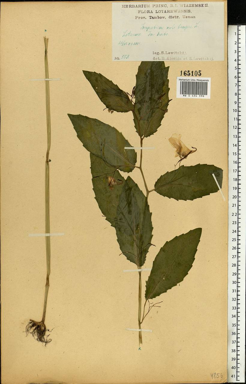 Impatiens noli-tangere L., Eastern Europe, Central forest-and-steppe region (E6) (Russia)