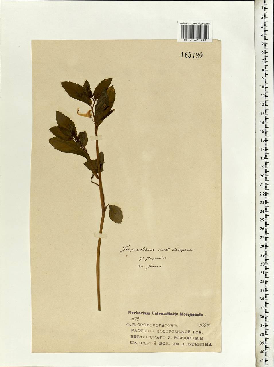 Impatiens noli-tangere L., Eastern Europe, Volga-Kama region (E7) (Russia)