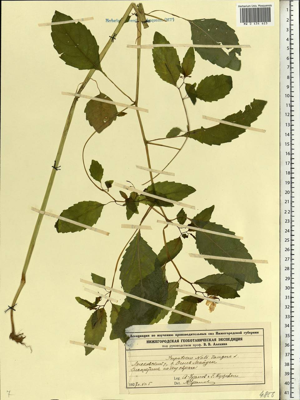 Impatiens noli-tangere L., Eastern Europe, Volga-Kama region (E7) (Russia)