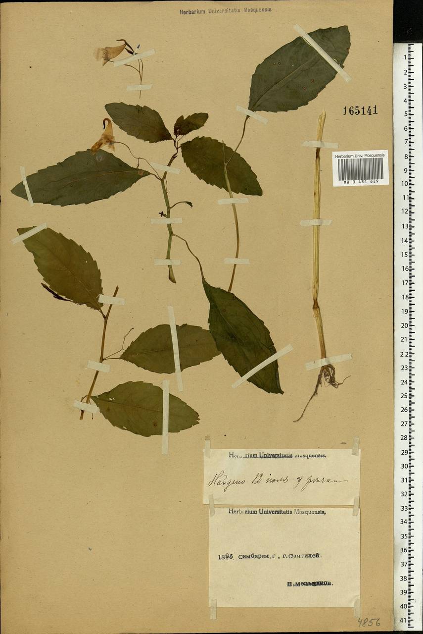 Impatiens noli-tangere L., Eastern Europe, Middle Volga region (E8) (Russia)