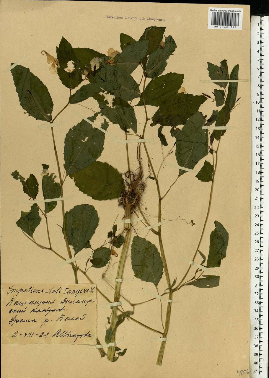 Impatiens noli-tangere L., Eastern Europe, Eastern region (E10) (Russia)
