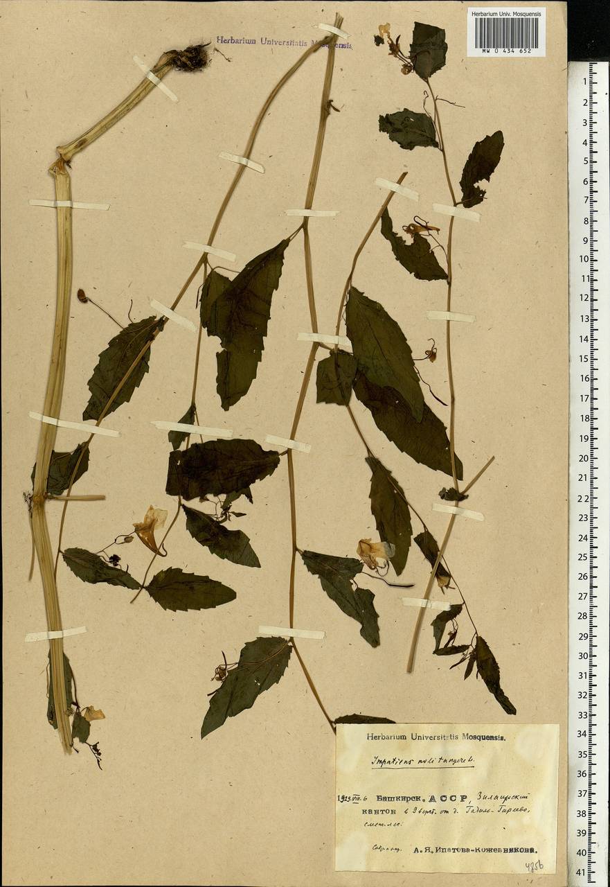 Impatiens noli-tangere L., Eastern Europe, Eastern region (E10) (Russia)