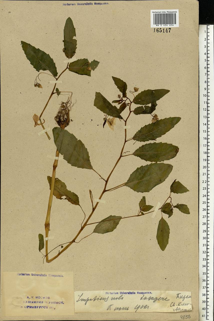 Impatiens noli-tangere L., Eastern Europe, Eastern region (E10) (Russia)