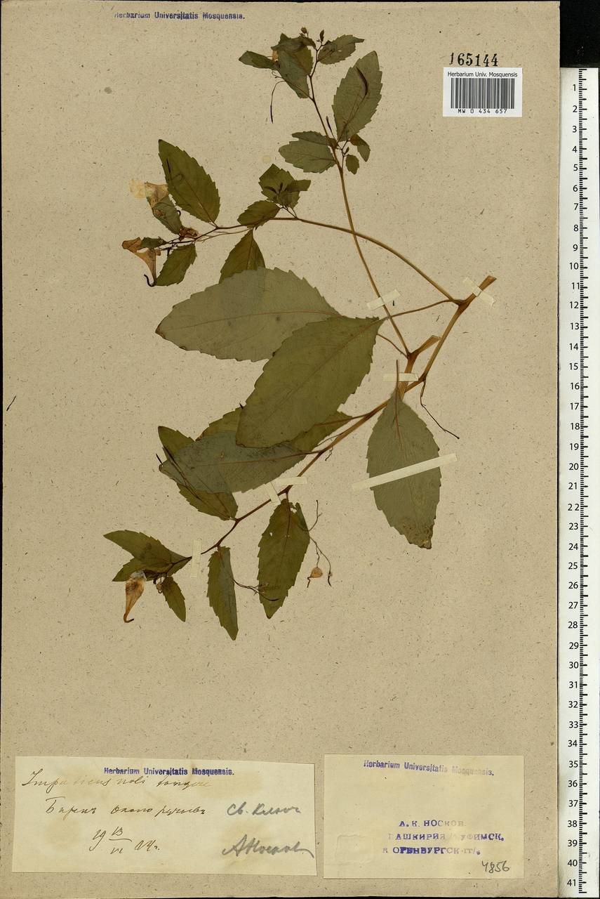 Impatiens noli-tangere L., Eastern Europe, Eastern region (E10) (Russia)