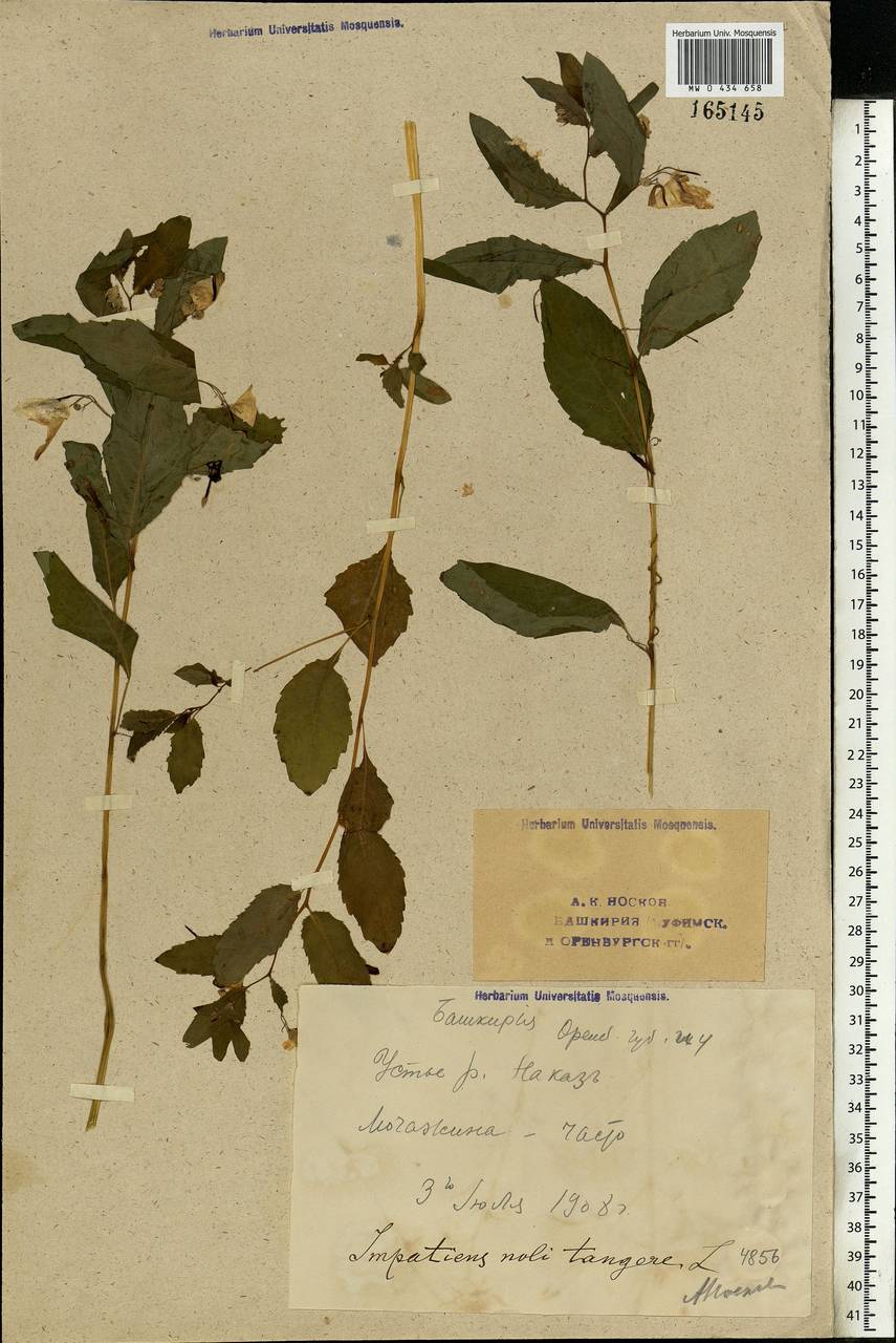 Impatiens noli-tangere L., Eastern Europe, Eastern region (E10) (Russia)