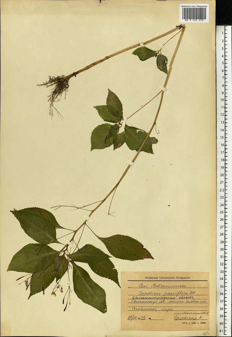 Impatiens parviflora, Eastern Europe, North-Western region (E2) (Russia)