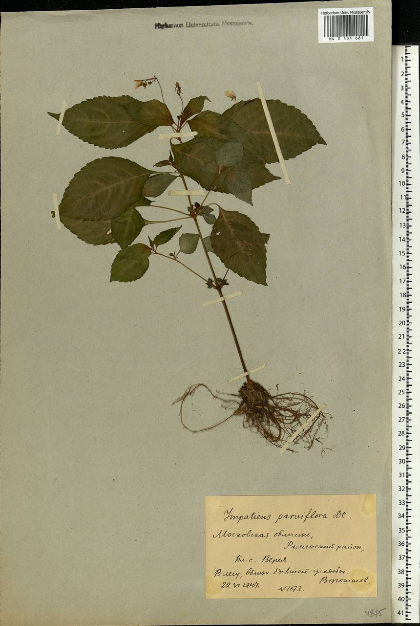 Impatiens parviflora, Eastern Europe, Moscow region (E4a) (Russia)