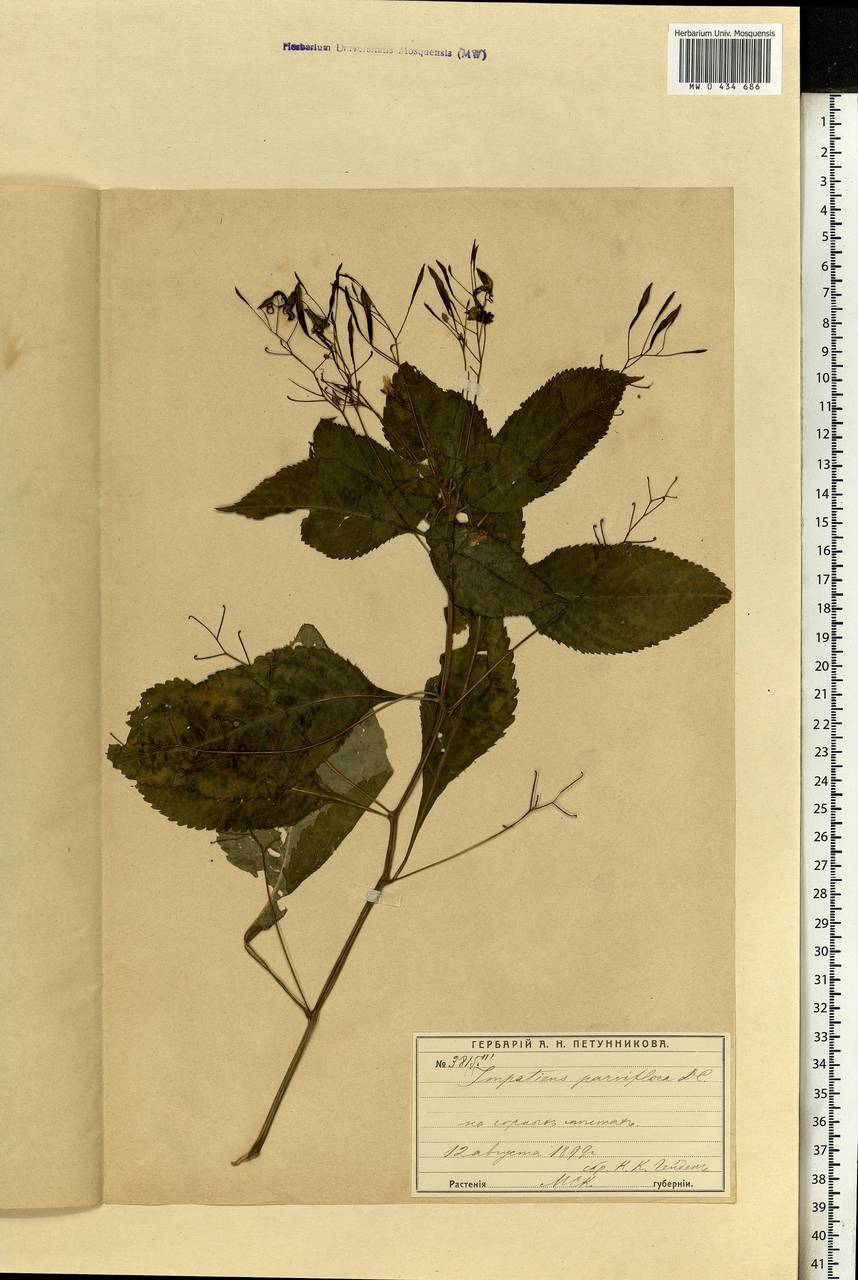 Impatiens parviflora, Eastern Europe, Moscow region (E4a) (Russia)