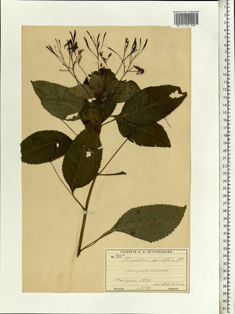 Impatiens parviflora, Eastern Europe, Moscow region (E4a) (Russia)