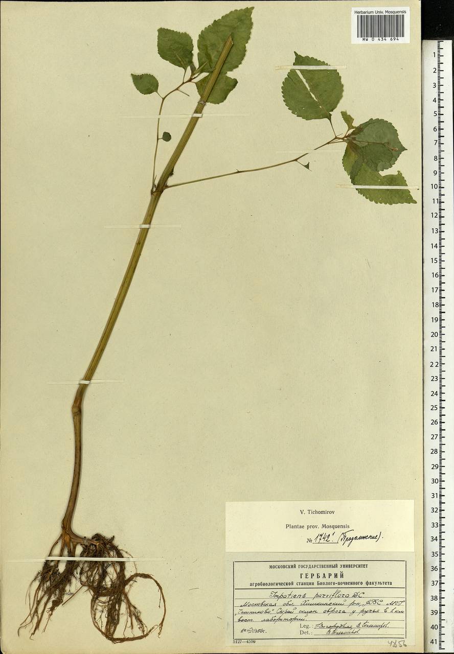 Impatiens parviflora, Eastern Europe, Moscow region (E4a) (Russia)