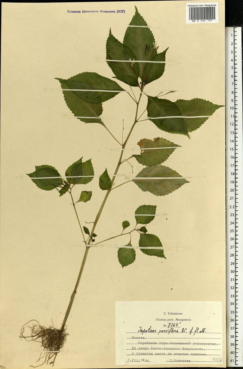 Impatiens parviflora DC., Eastern Europe, Moscow region (E4a) (Russia)