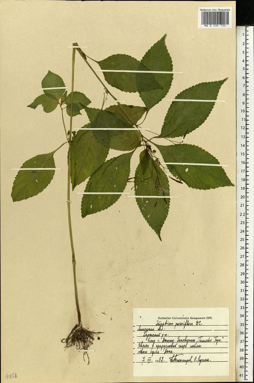 Impatiens parviflora, Eastern Europe, Central forest-and-steppe region (E6) (Russia)